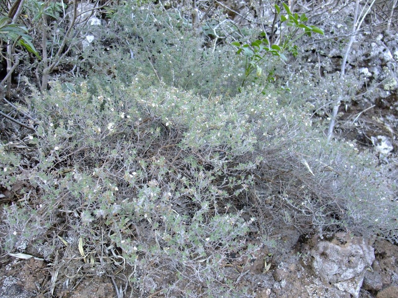 Micromeria varia habit
