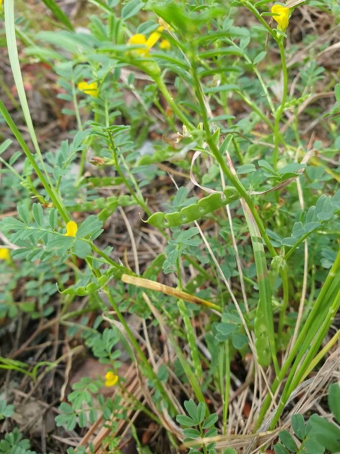 Hippocrepis biflora fruit