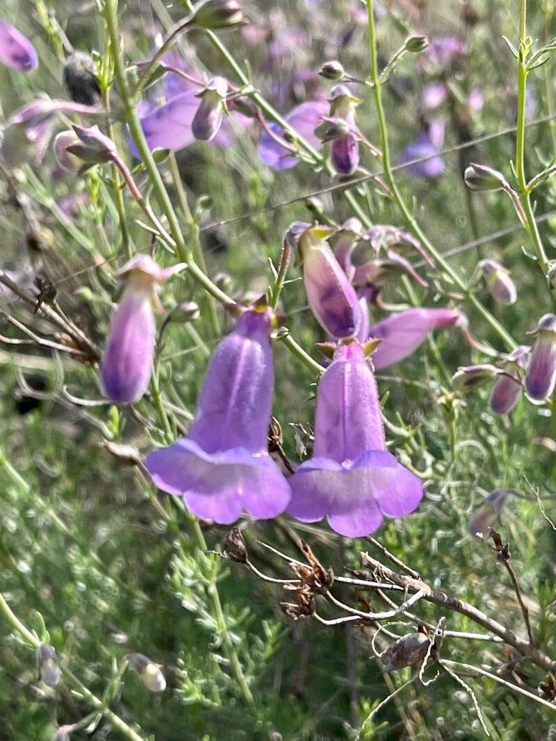 Penstemon dasyphyllus — search result for 'Penstemon'
