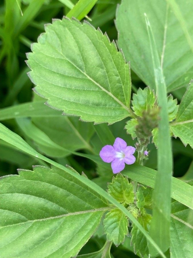 Bouchea prismatica flower