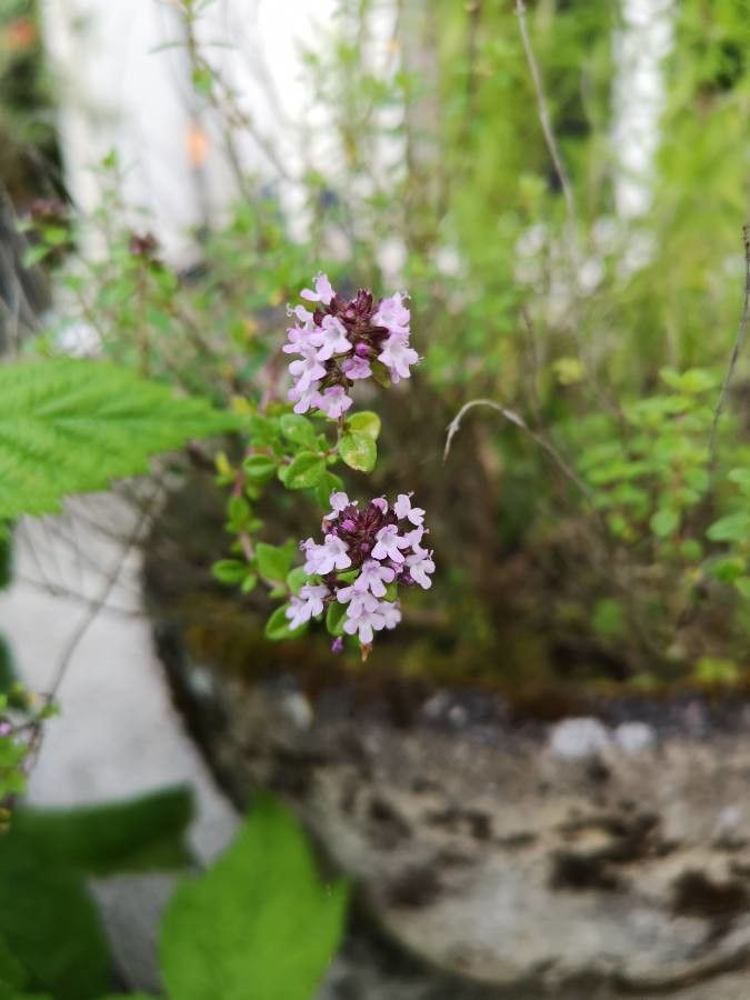 Thymus serpyllum fruit