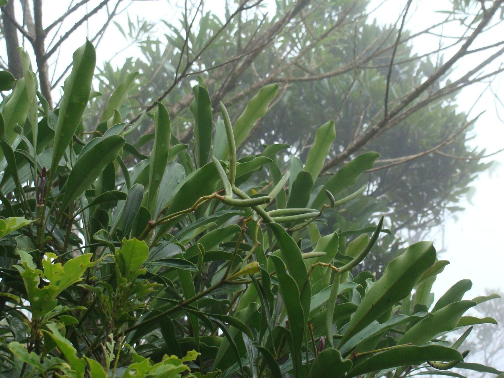 Alstonia quaternata habit