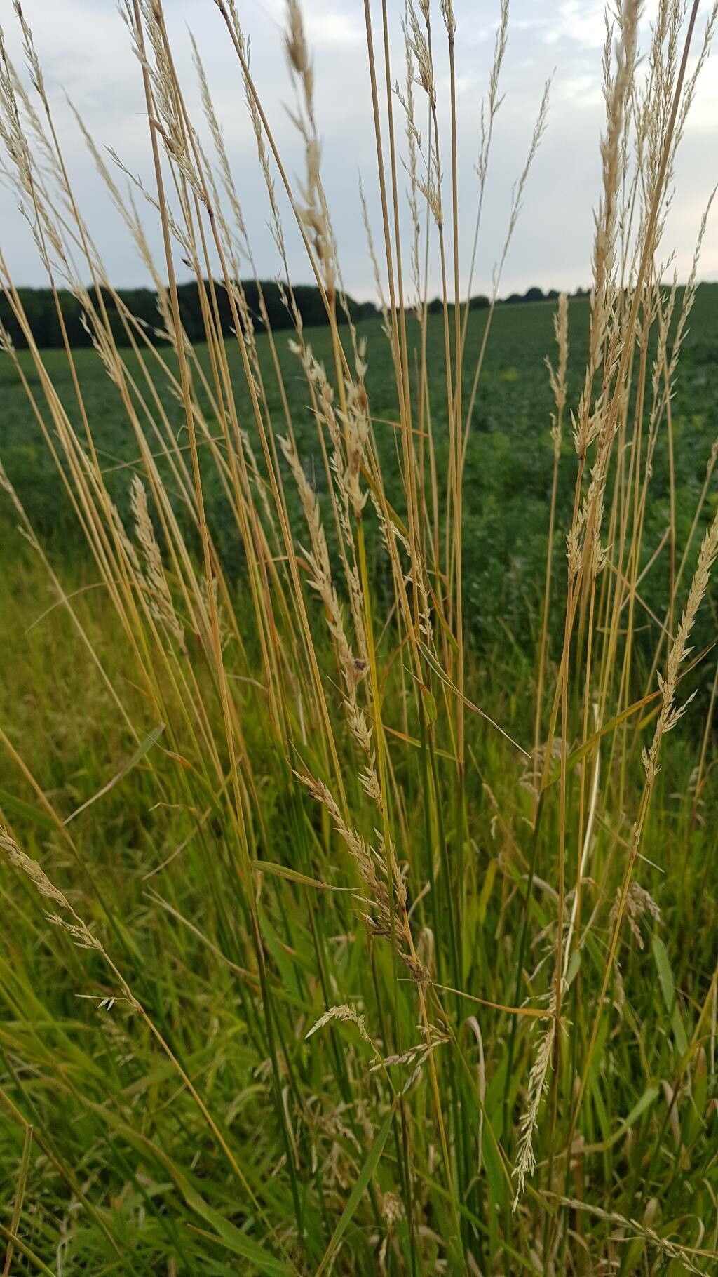 Alopecurus arundinaceus fruit