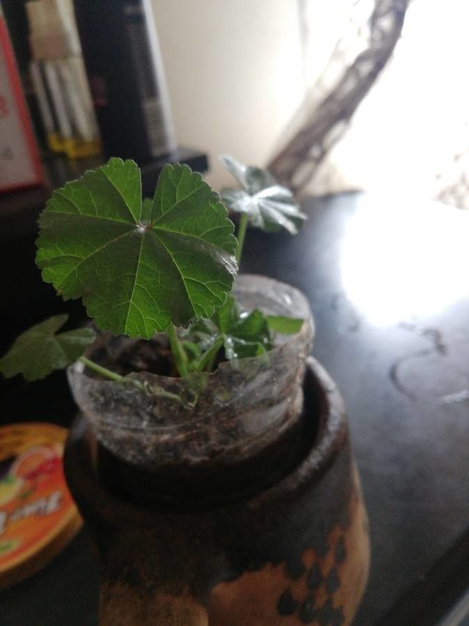 Althaea hirsuta — related species from the same genus