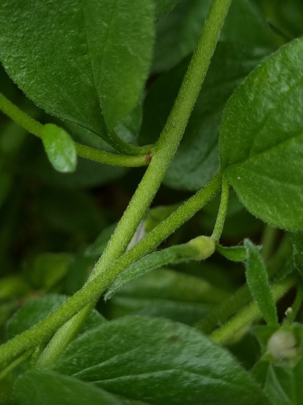 Convolvulus sabatius bark