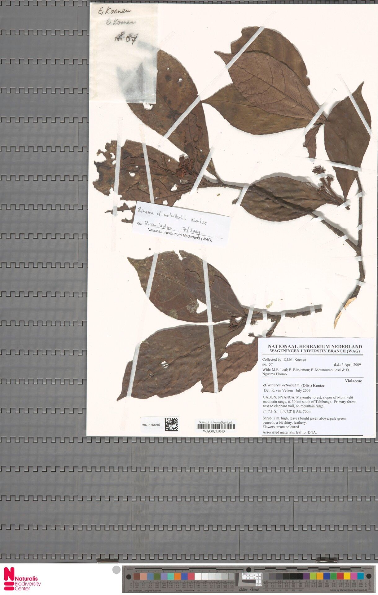 Rinorea mayumbensis — houseplant care guide