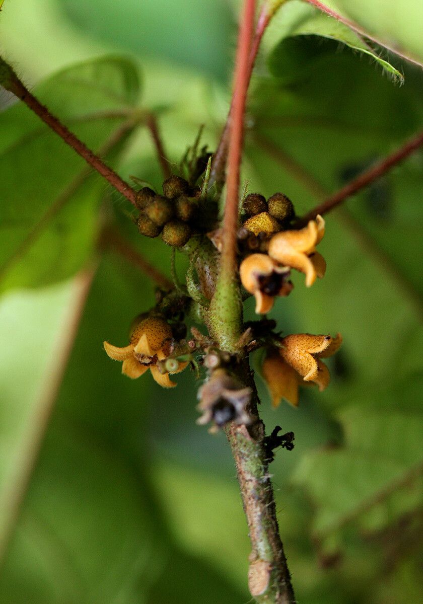 Cola marsupium flower