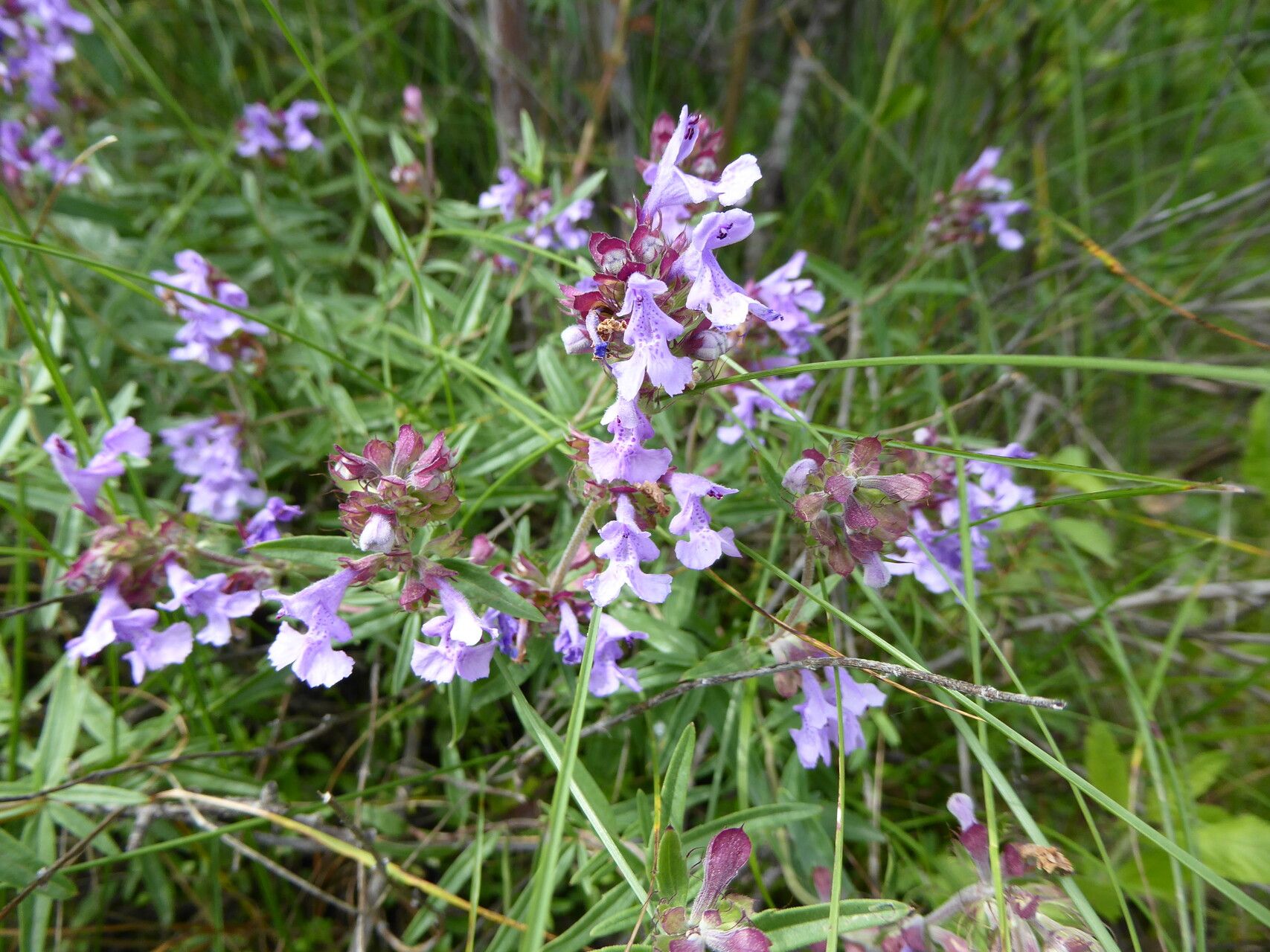 Dracocephalum integrifolium flower