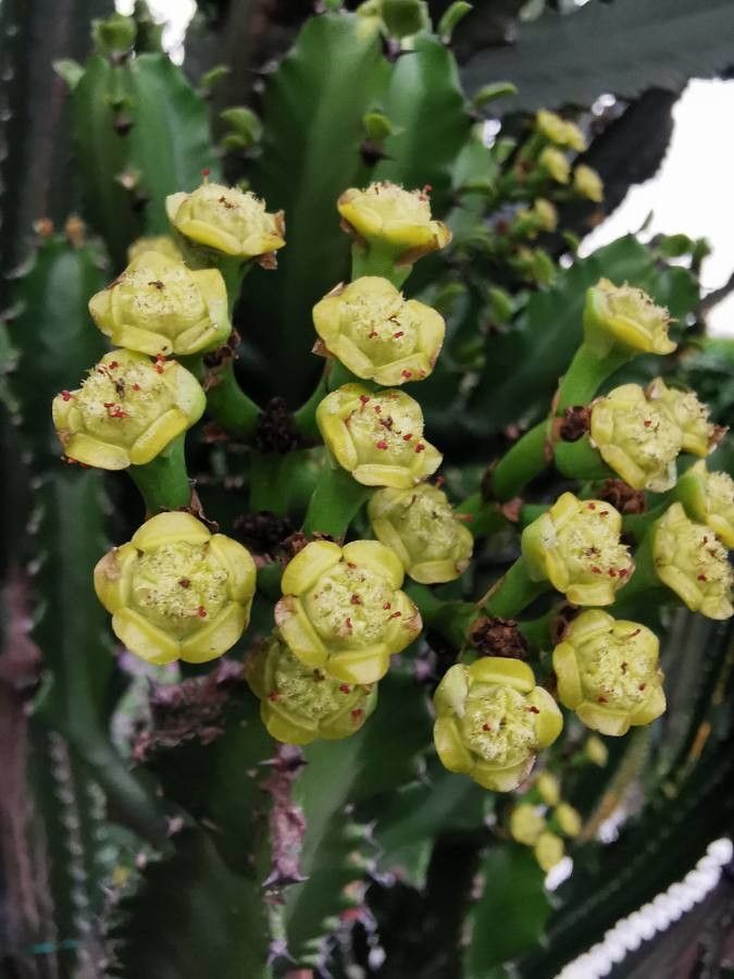 Euphorbia canariensis flower