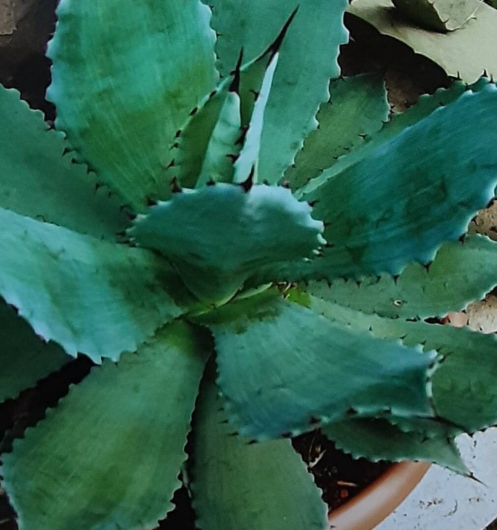 Agave hurteri habit