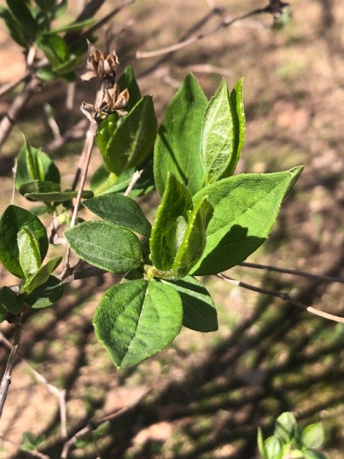 Philadelphus satsumi — search result for 'Hydrangeaceae'