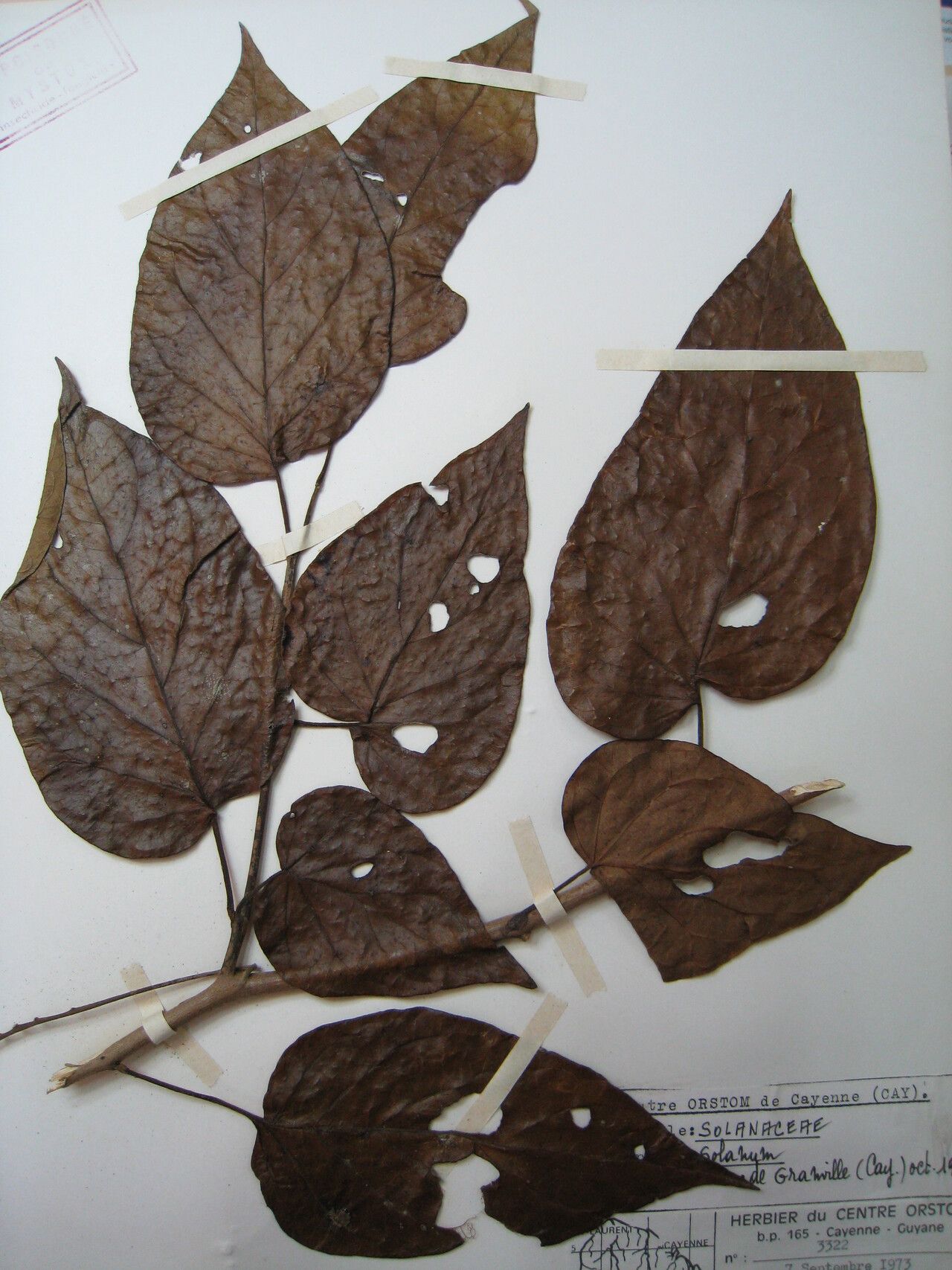 Solanum endopogon other