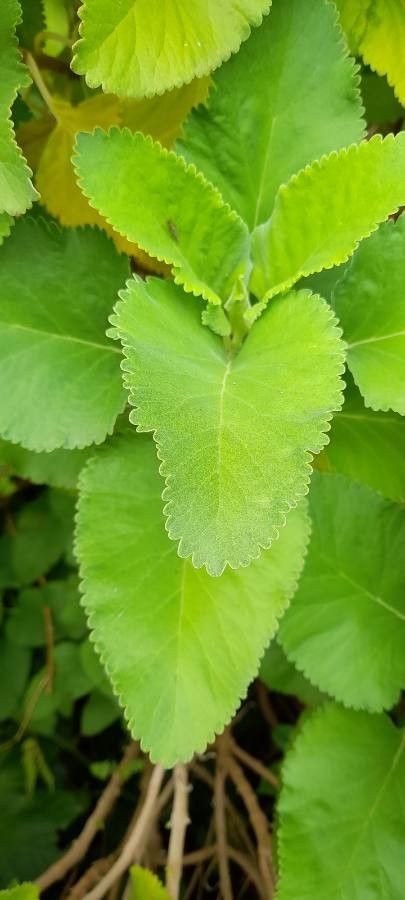 Teucrium betonicum leaf