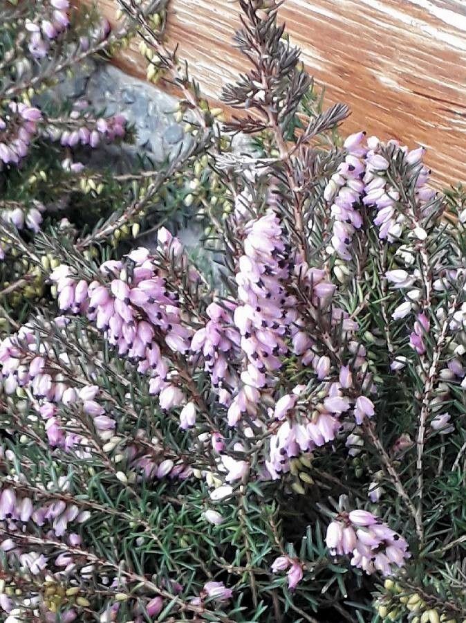 Erica vagans flower