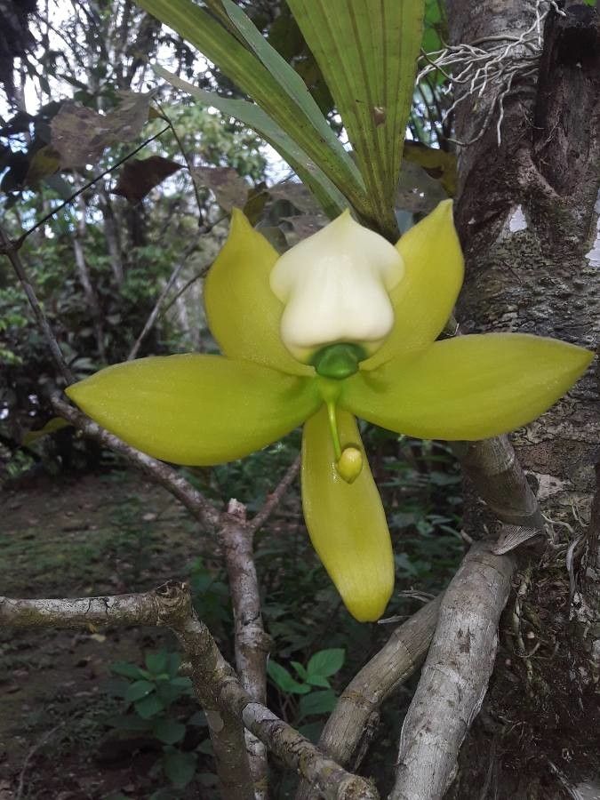 Cycnoches warszewiczii flower