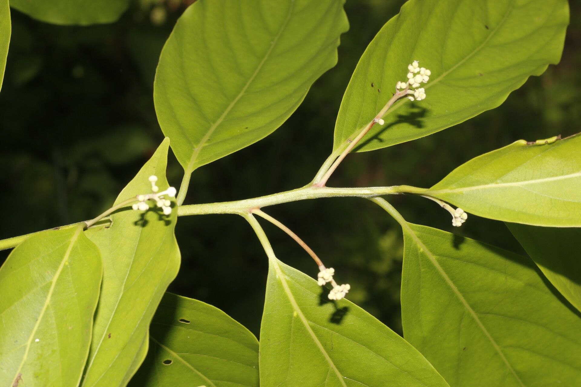 Nectandra martinicensis — search result for 'Nectandra'