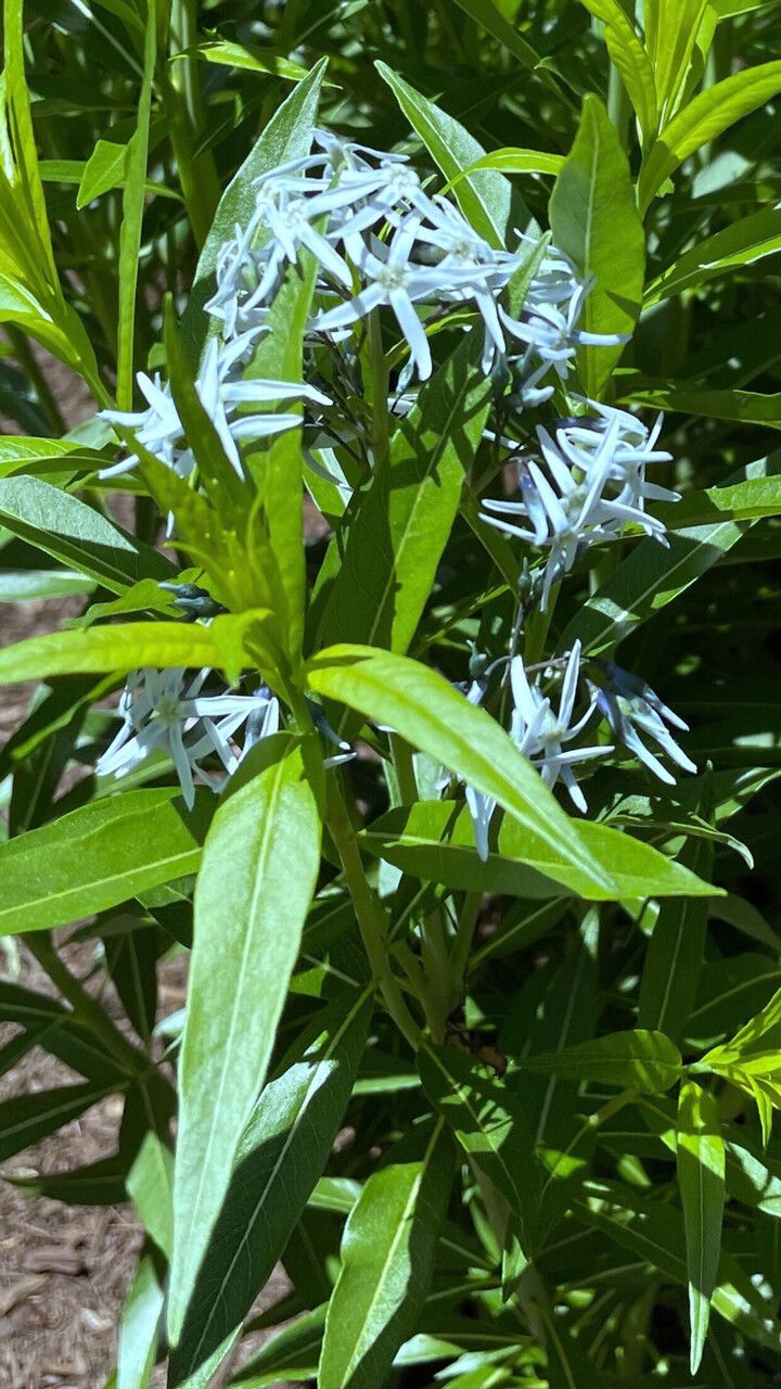 Amsonia tabernaemontana flower