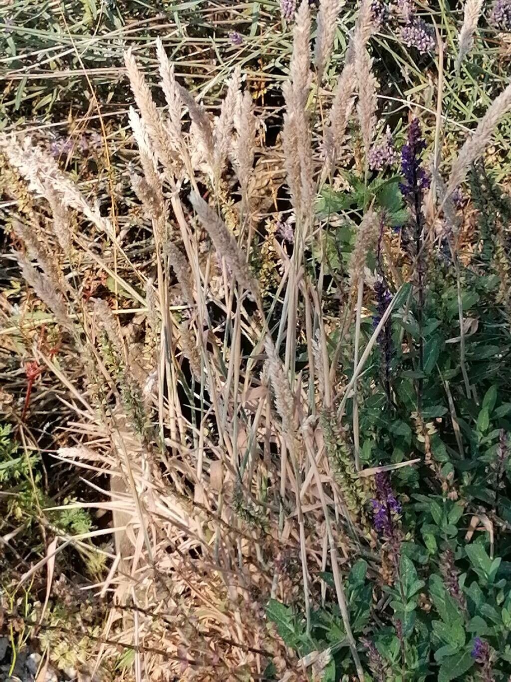 Koeleria glauca fruit