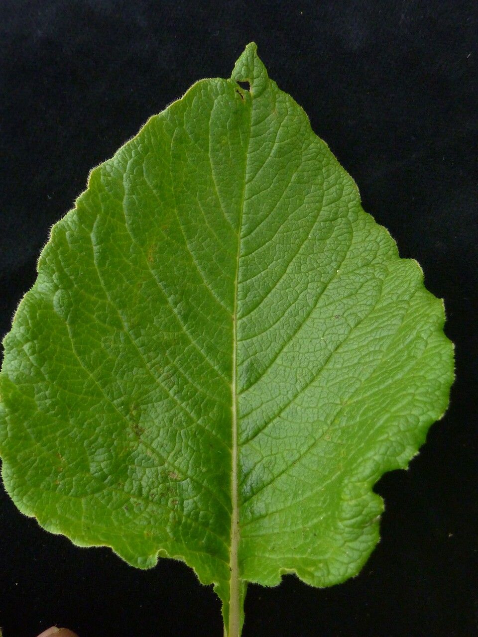 Koenigia rumicifolia leaf