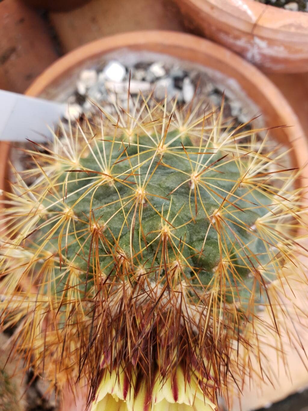 Acharagma aguirreanum — related species from the same genus