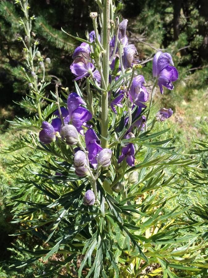 Aconitum angustifolium flower
