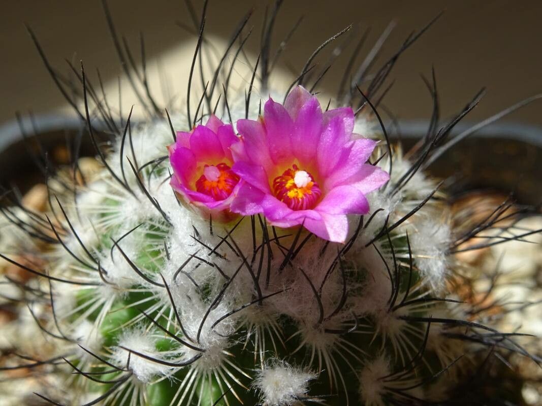 Turbinicarpus viereckii flower