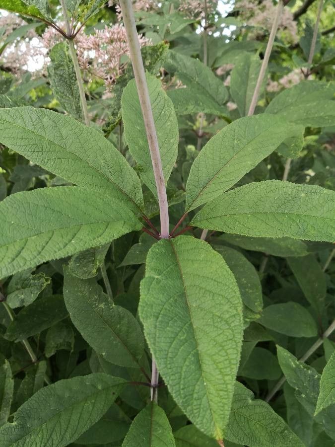 Eupatorium fistulosum — search result for 'Eupatorium'