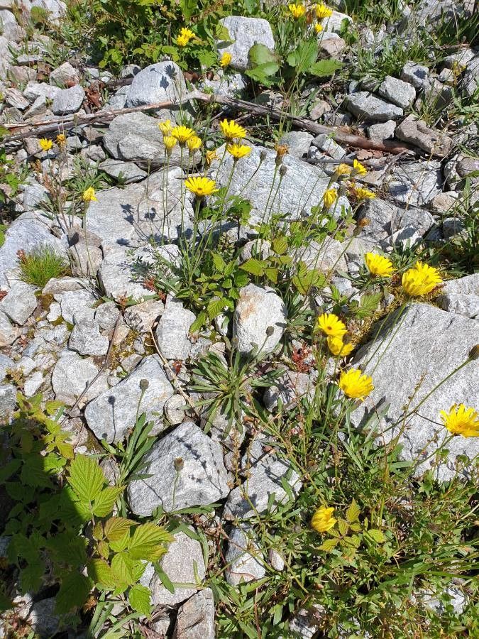 Tolpis staticifolia flower