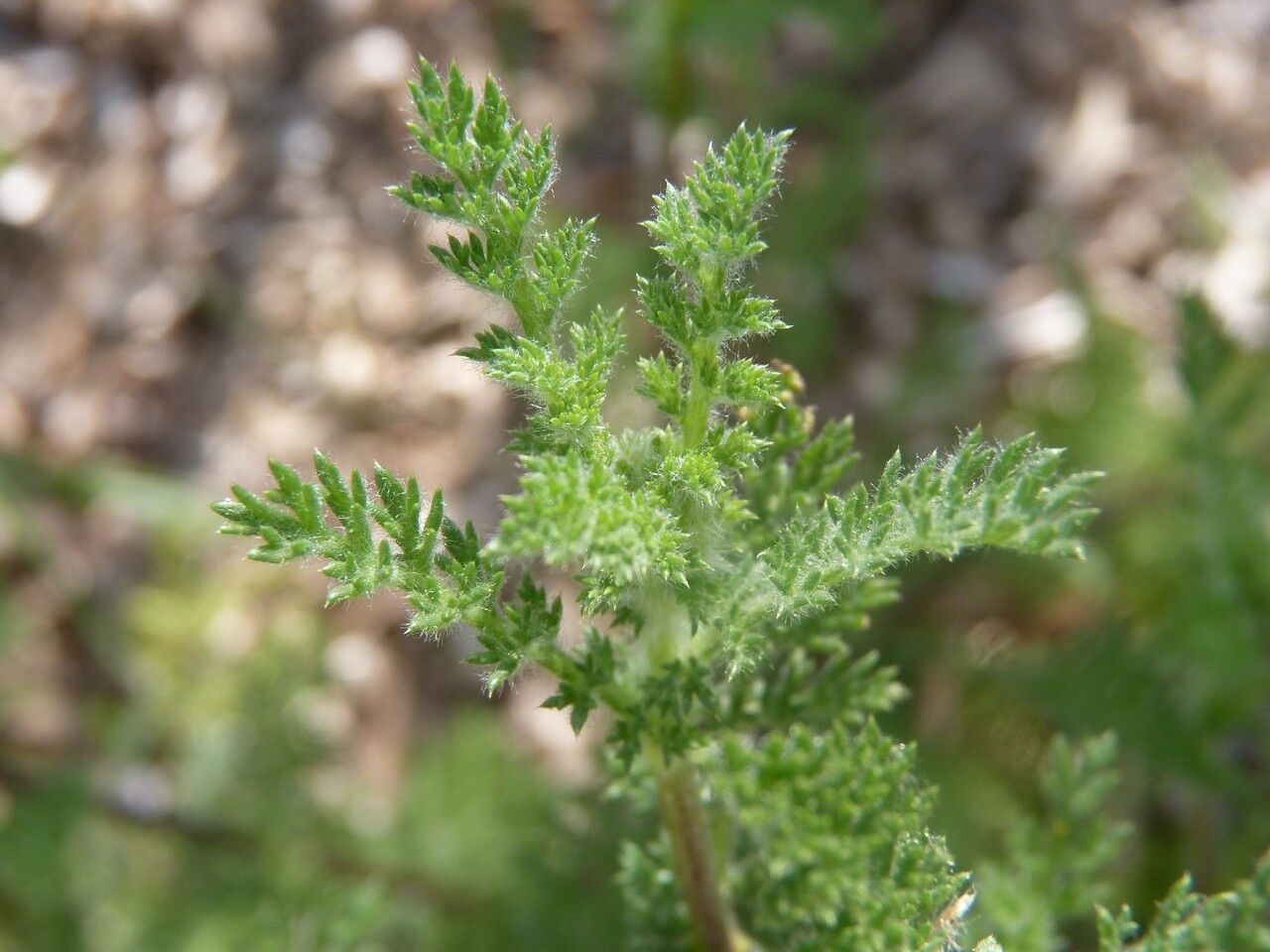 Anacyclus radiatus leaf