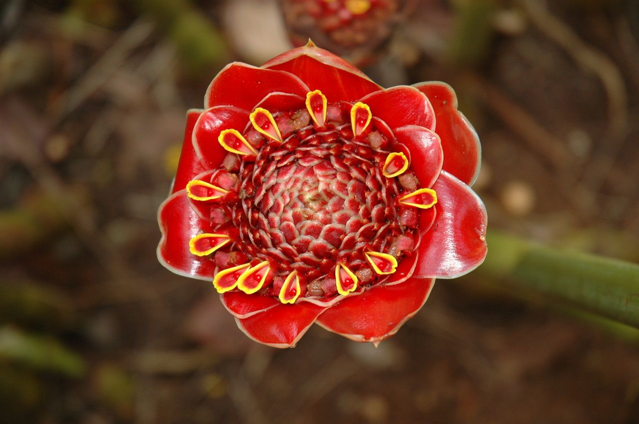 Etlingera hemisphaerica flower