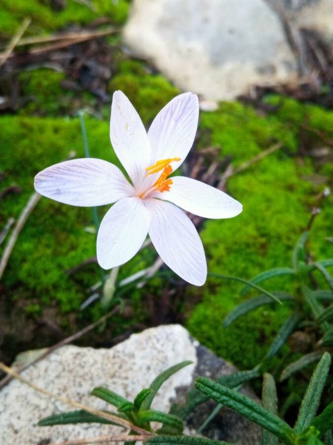 Crocus cambessedesii flower