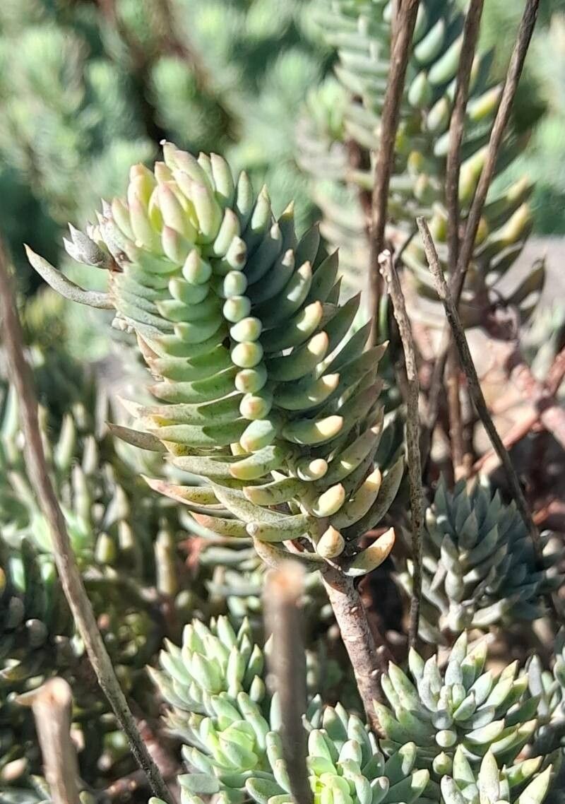 Petrosedum × luteolum leaf