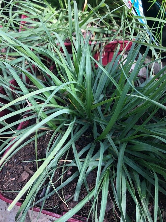 Pennisetum villosum — search result for 'Pennisetum'