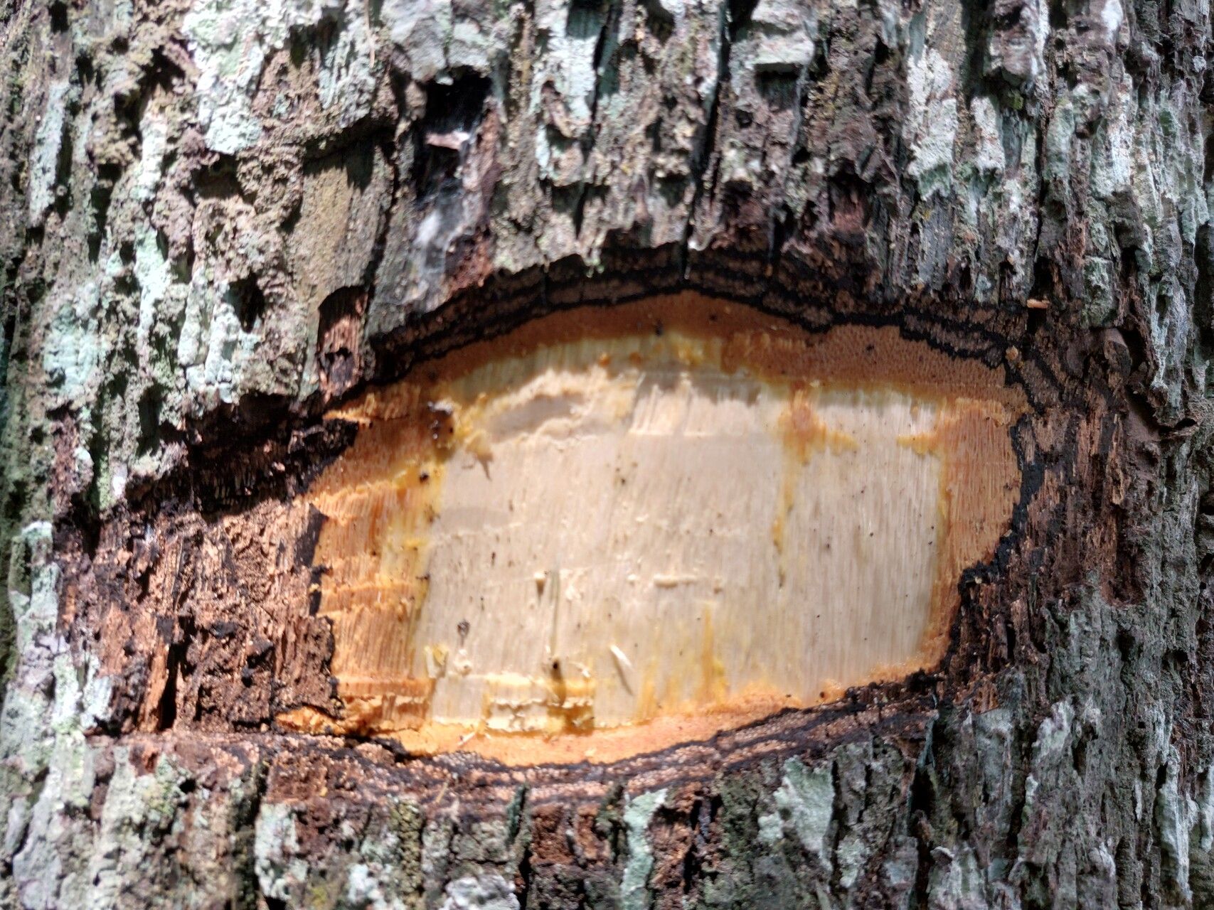 Diospyros polystemon bark
