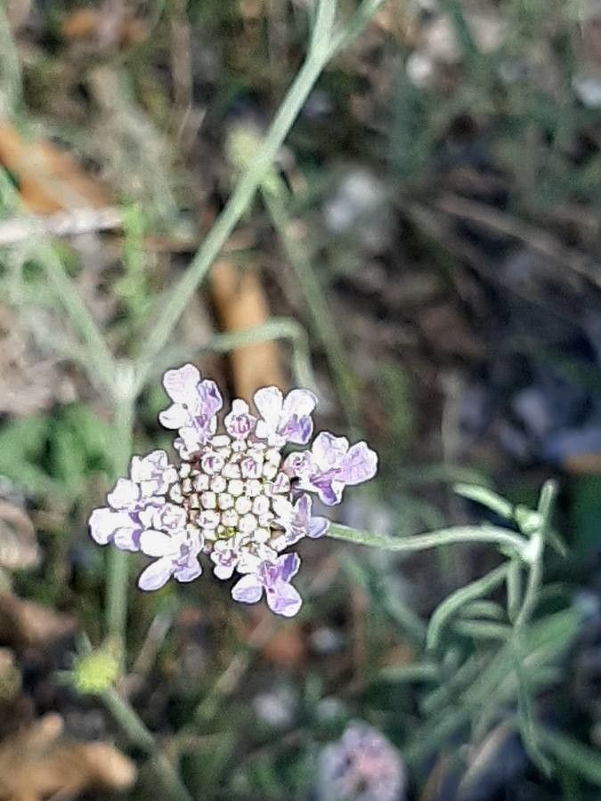 Scabiosa columbaria flower