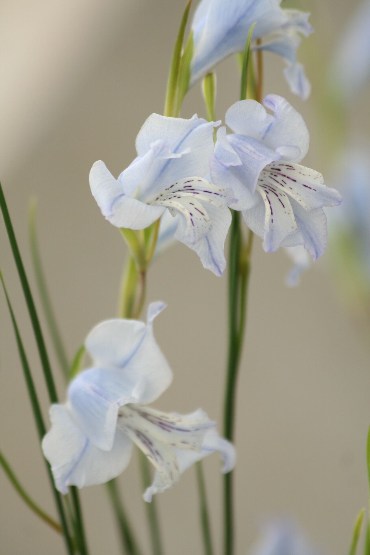 Gladiolus gracilis flower