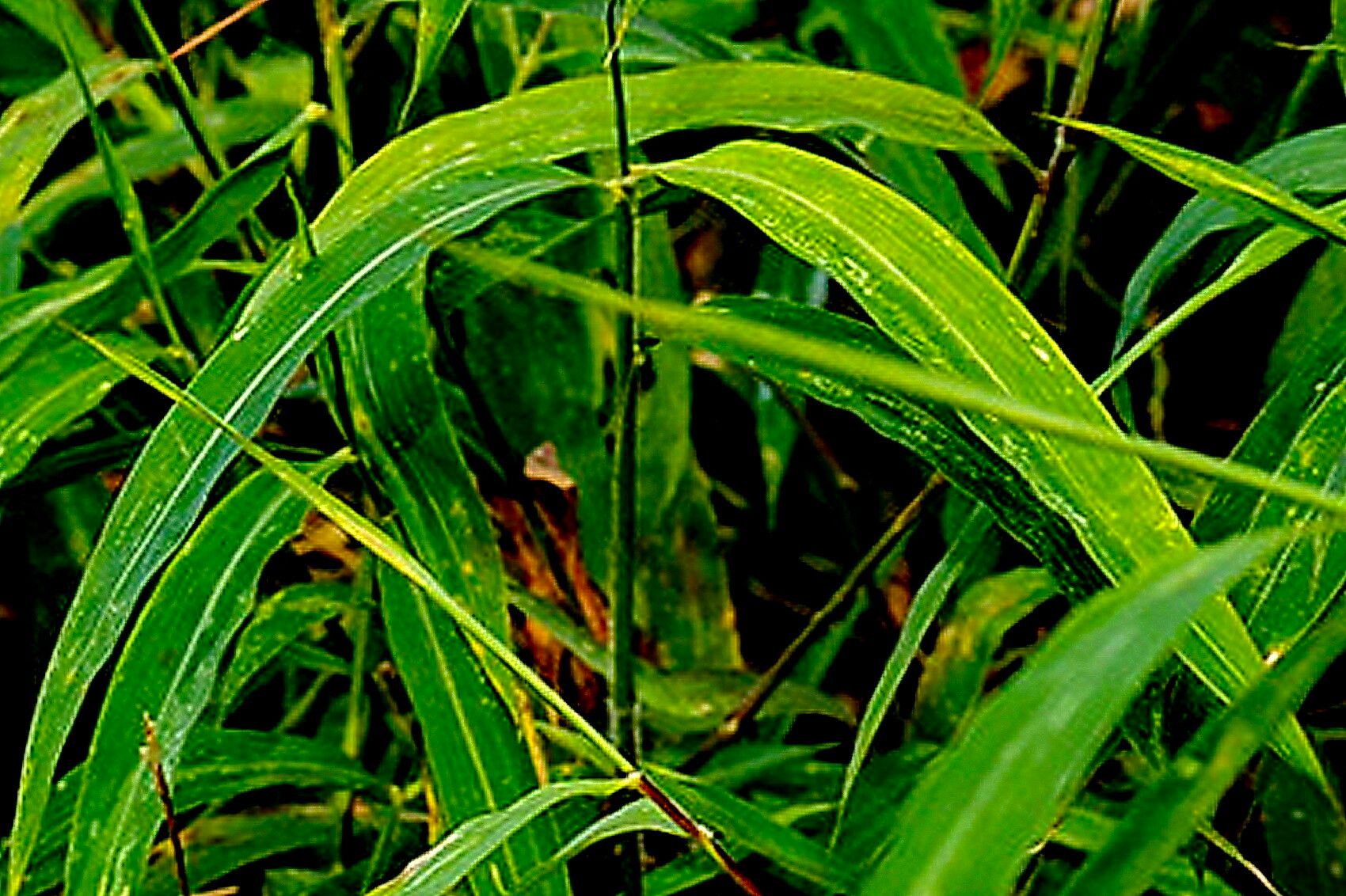 Microstegium fasciculatum — related species from the same genus