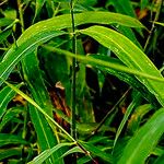 Microstegium fasciculatum