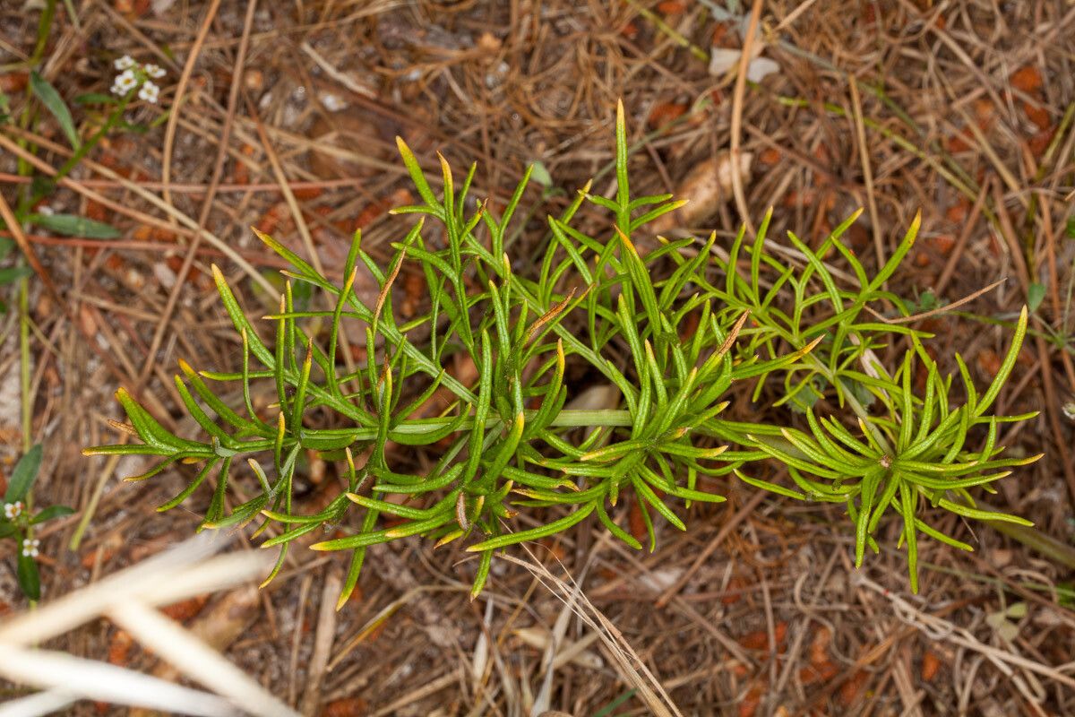 Thapsia garganica — related species from the same genus