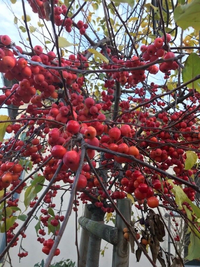 Malus floribunda fruit