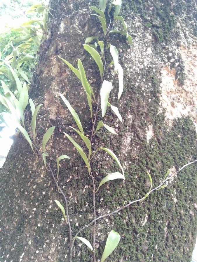 Pyrrosia adnascens — related species from the same genus