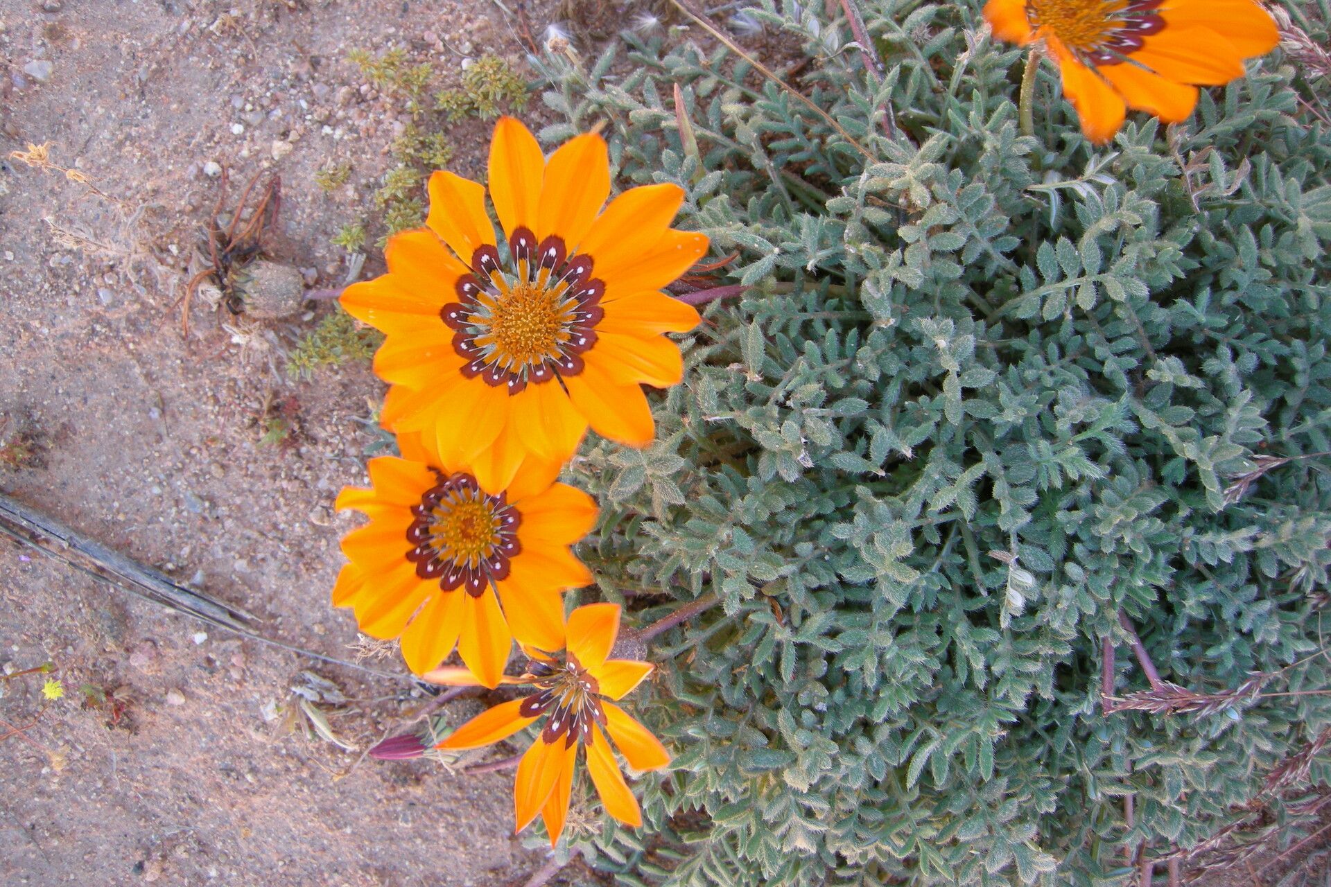 Gazania leiopoda — related species from the same genus