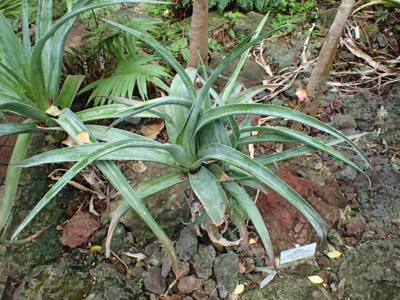 Aloe aldabrensis habit