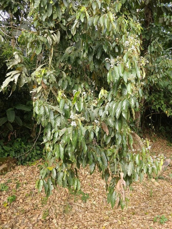 Nectandra membranacea leaf