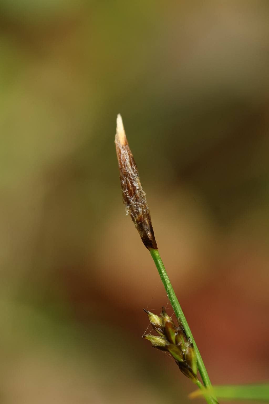 Carex lanceolata — houseplant care guide