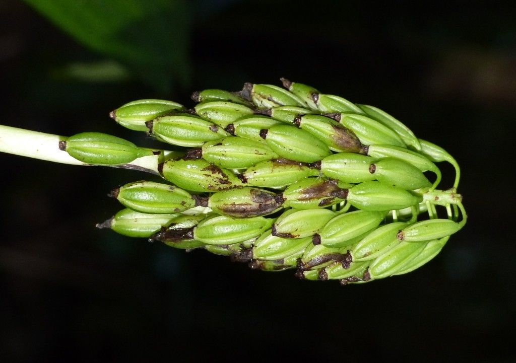 Calanthe hololeuca fruit