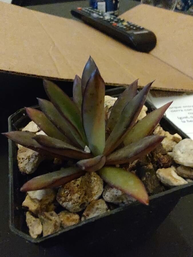 Echeveria walpoleana — houseplant care guide