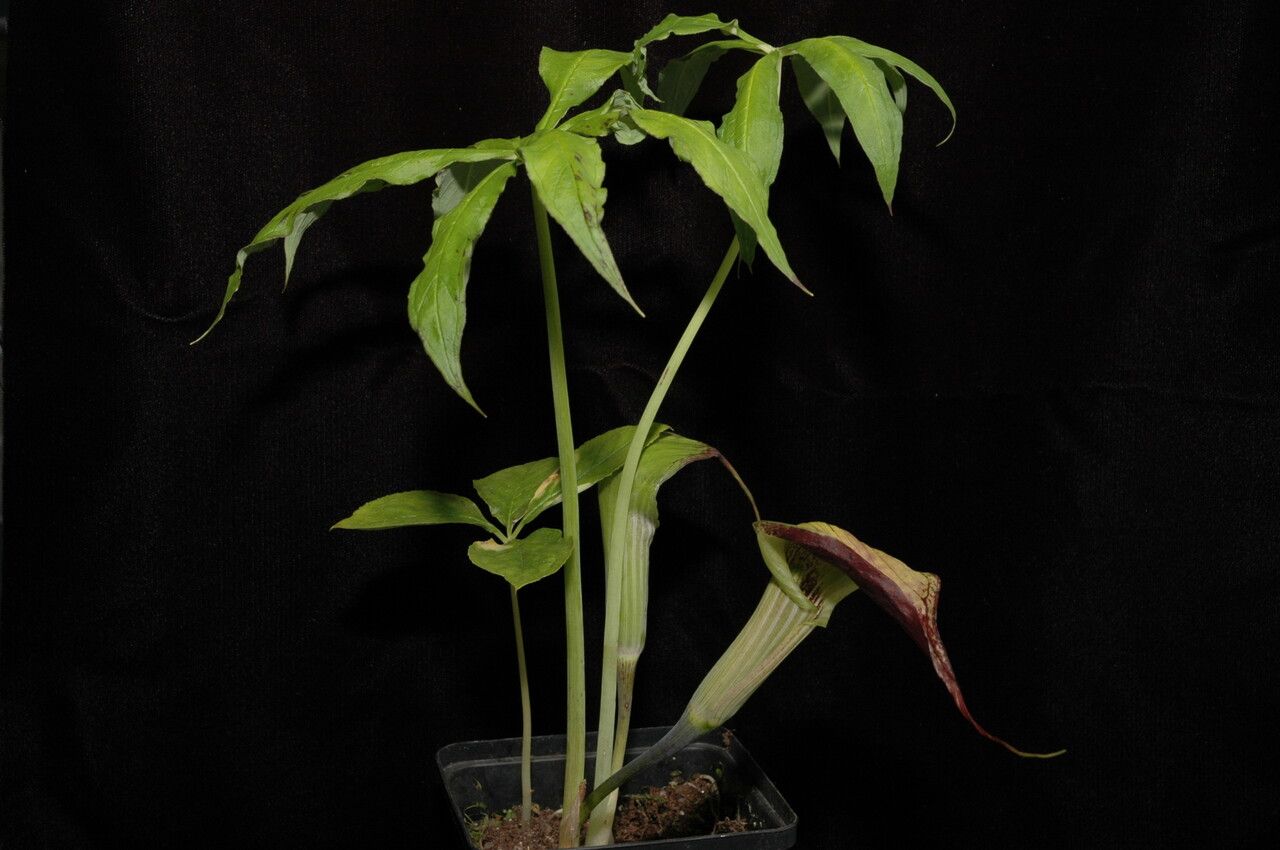 Arisaema echinatum habit