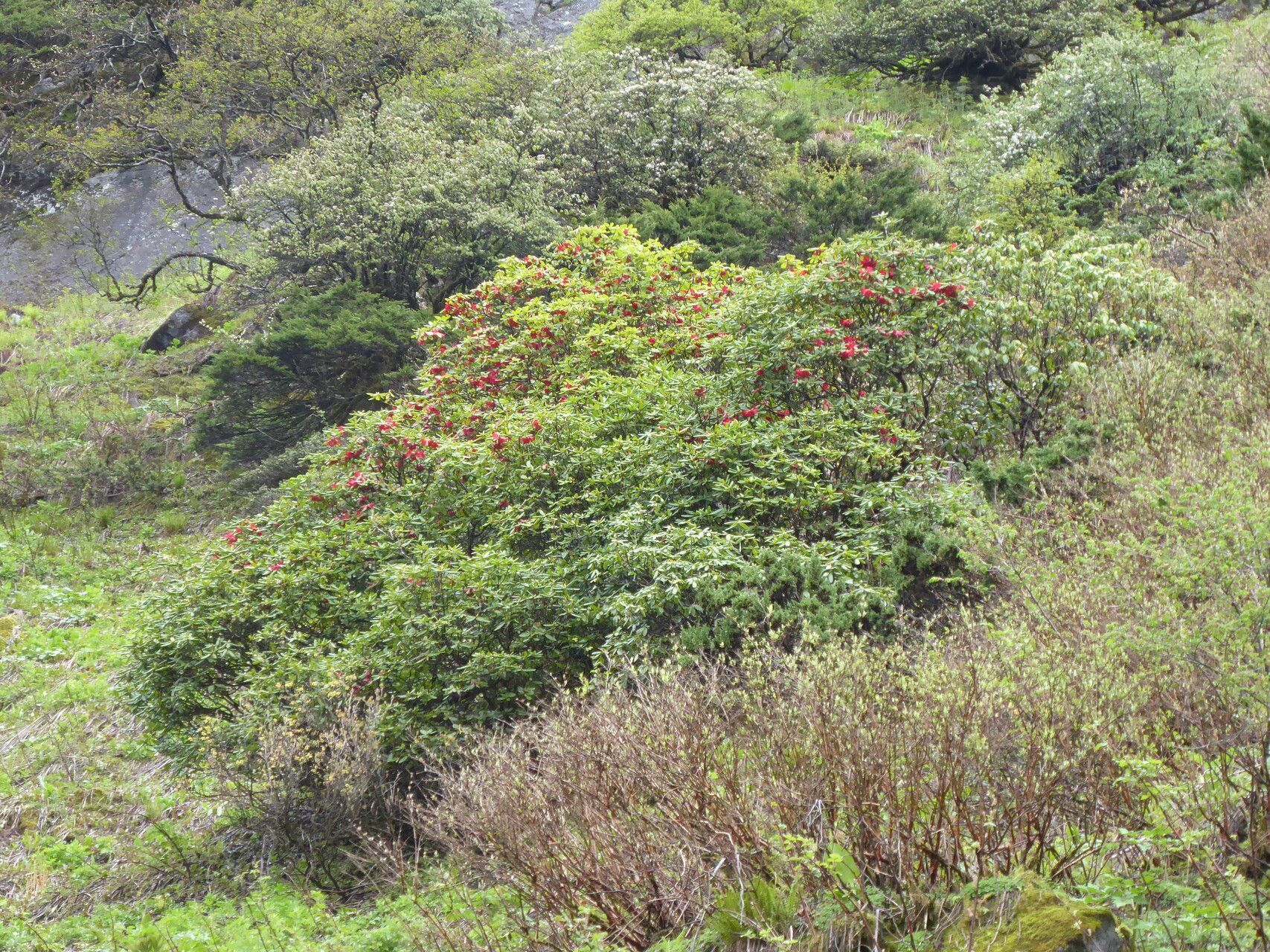 Rhododendron cerasinum — houseplant care guide