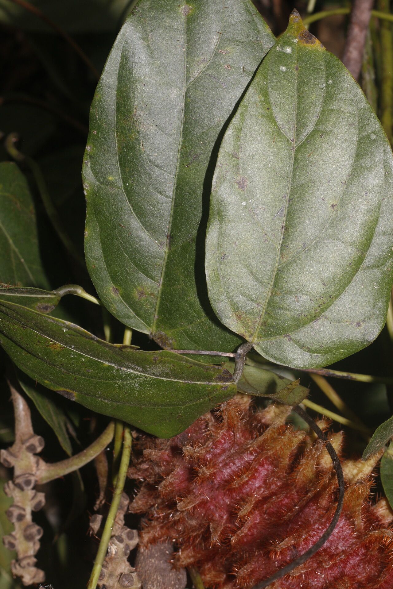 Mucuna mutisiana flower